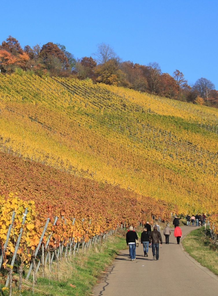 Sonntags-Weinwanderung - 20. September 2026