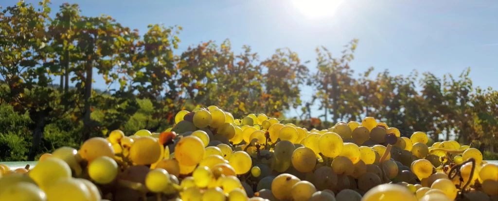 Weiße Trauben bei der Weinlese am Fellbacher Kappelberg