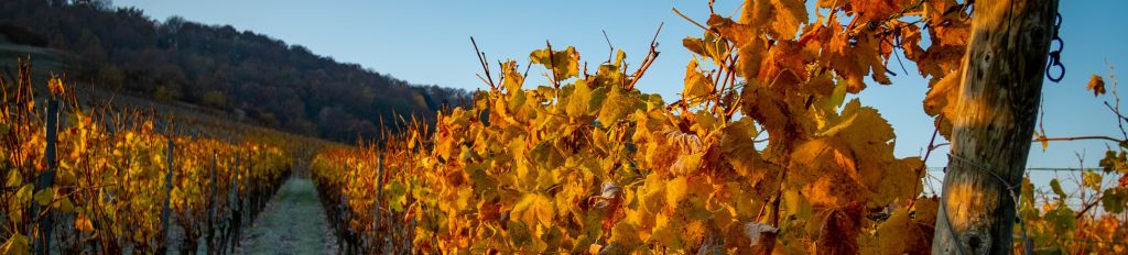 Startseite Banner Herbst Winter